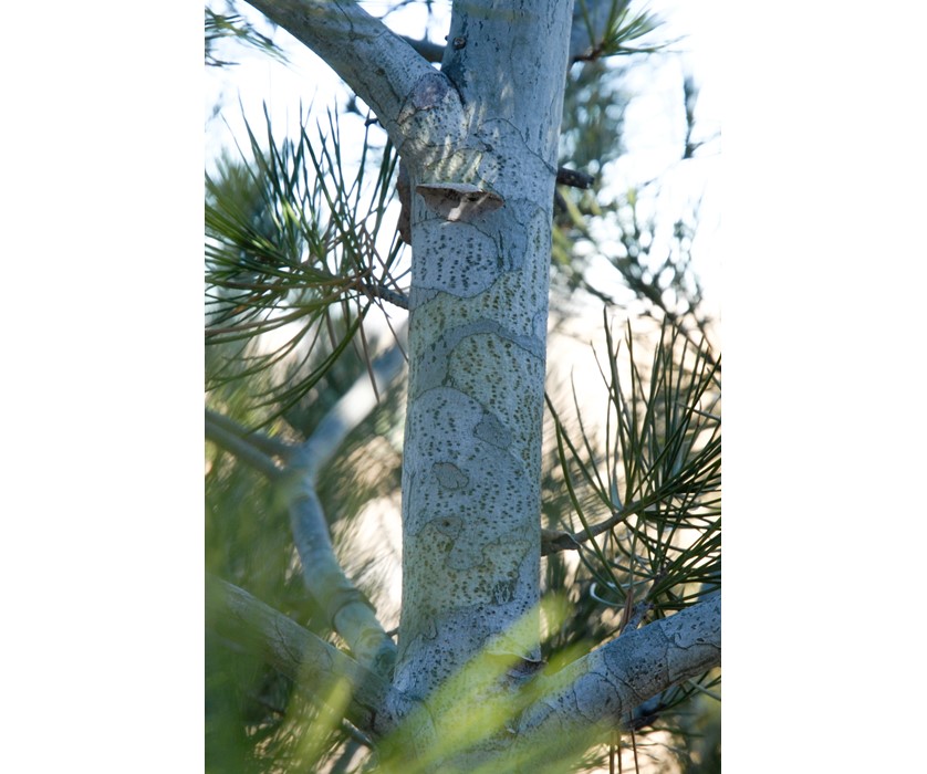Lacebark Pine